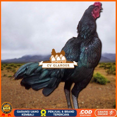 

3 BIJI TELUR PAMA PUKUL STROM promo keras berkualitas unggul CV GLAMOUR