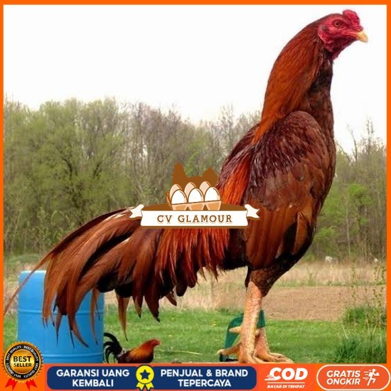 

Telur ayam bangkok super petarung aduan fertil untuk ditetaskan CV GLAMOUR