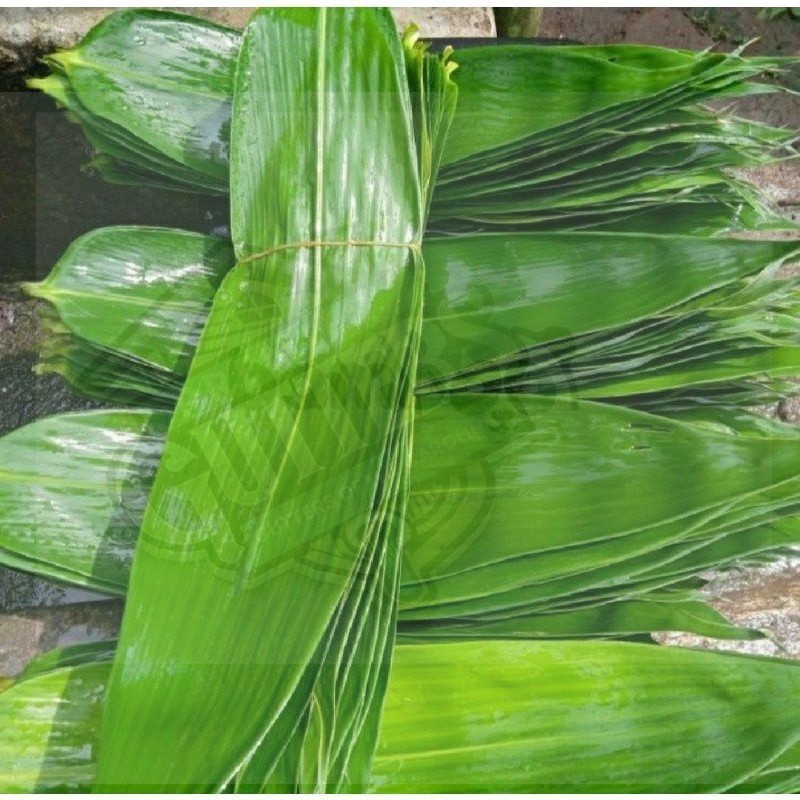 

Daun Bambu Daun Bambu Segar Bungkus Bakcang Ukuran Super - TOKO TANAMAN ABDI