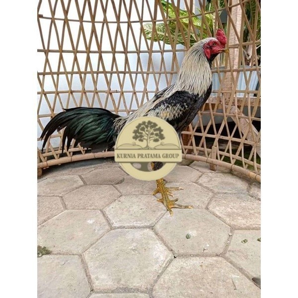 

ayam pama IQ telur fertill 100% terlaris KURNIA PRATAMA GROUP