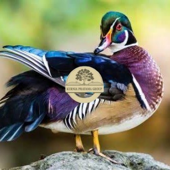 

Telur bebek hias caroline duck fertil bisa ditetaskan Langsung KURNIA PRATAMA GROUP