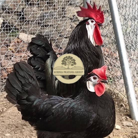 

Telur ayam white face spanish / telur ayam hias fertil siap cod KURNIA PRATAMA GROUP