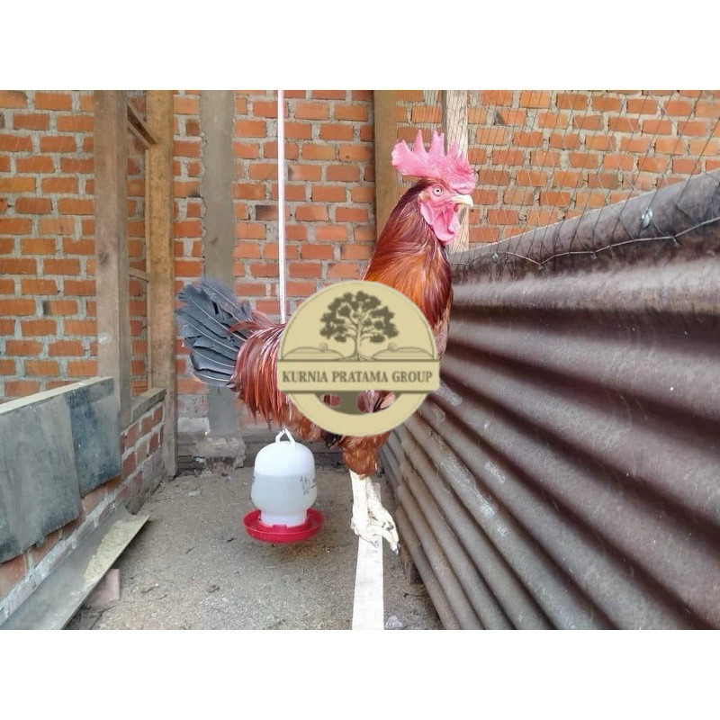 

TELUR FERTIL AYAM LARMOD JUMBO INDUKAN TERSELEKSI UNTUK DI TETASKAN KURNIA PRATAMA GROUP