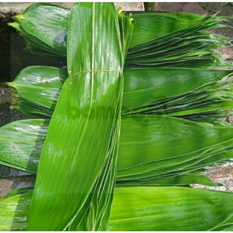 

Daun Bambu Daun Bambu Segar Bungkus Bakcang Ukuran Super - TOKO TANAMAN ABDI