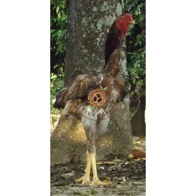 

TELUR AYAM KINGGOR / king GORILA SUPER UNTUK DI TETASKAN KURNIA PRATAMA ID