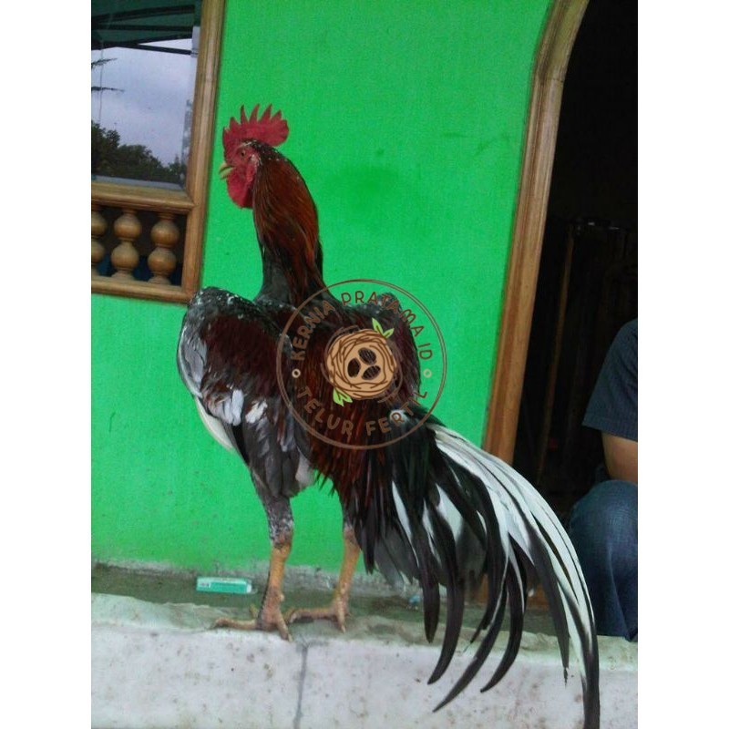 

TELUR AYAM BIRMA JOPER / AYAM BIRMA X RAS JAWA SUPER BESAR UNTUK DI TETASKAN KURNIA PRATAMA ID