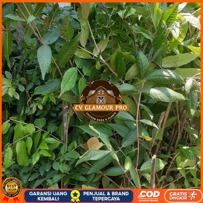 Bibit Anggur Pohon Brazil Putih | White Jaboticaba Langka Berkualitas Bibit Tanaman Super Unggul CV 