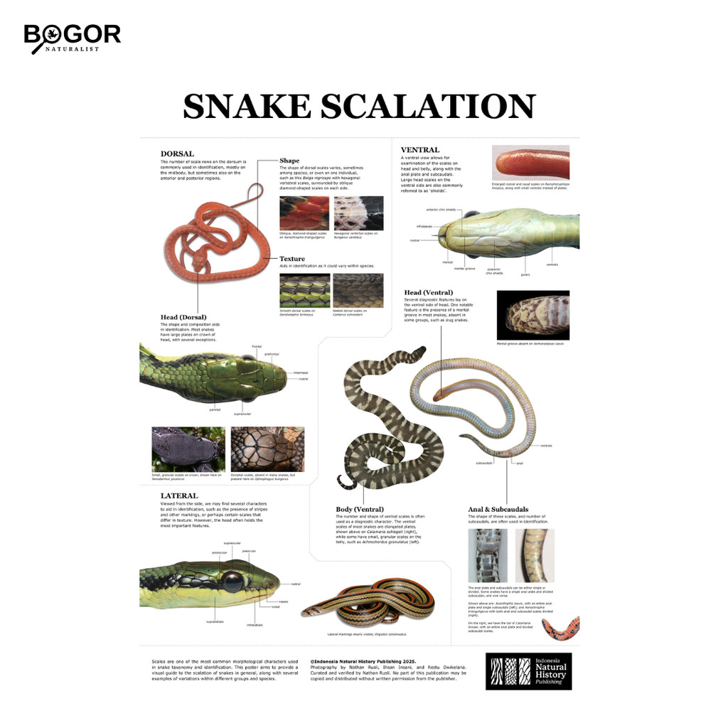 

Poster Snake Scalation by Indonesia Natural History Publishing
