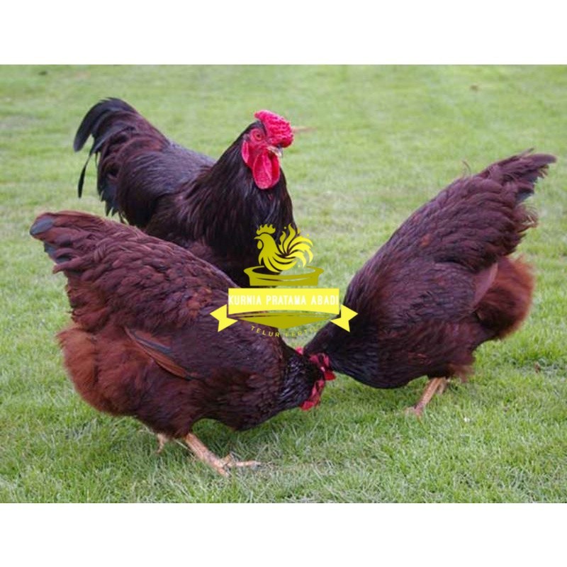 

TELUR AYAM RIR / RHODE ISLAND RED PURE LINE UNTUK DI TETASKAN KURNIA PRATAMA ABADI