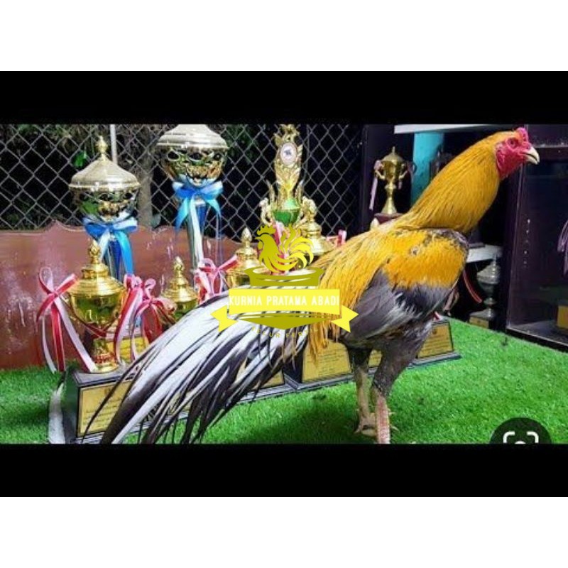 

PAKET 3 BUAH TELUR AYAM BANGKOK EKOR LIDI (FRESH) KURNIA PRATAMA ABADI