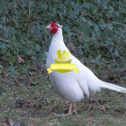 

Telur ayam hias ringneck white pheasant fertil untuk ditetaskan KURNIA PRATAMA ABADI