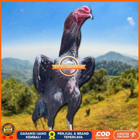 

telur tetas ayam shamo merah CV GLAMOUR ID