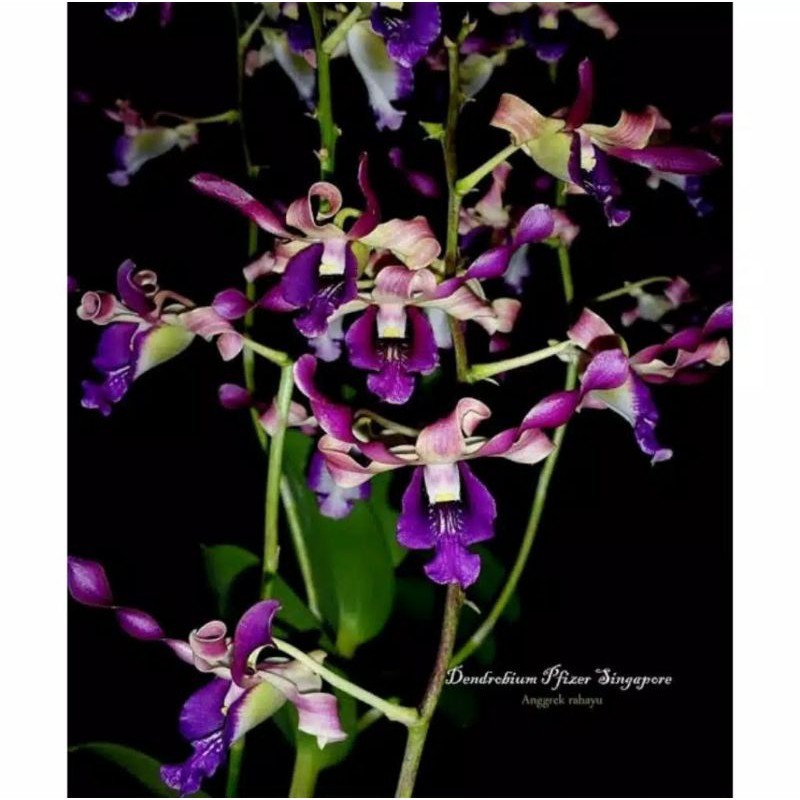 Seedling Anggrek Dendrobium Pfizer Singapore Tanaman Hidup-Bunga Hidup Murah Pohon Hias - Bunga Hias