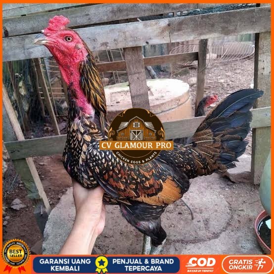 

Telur ayam bangkok bulbi petarung aduan fertil siap ditetaskan CV GLAMOUR PRO