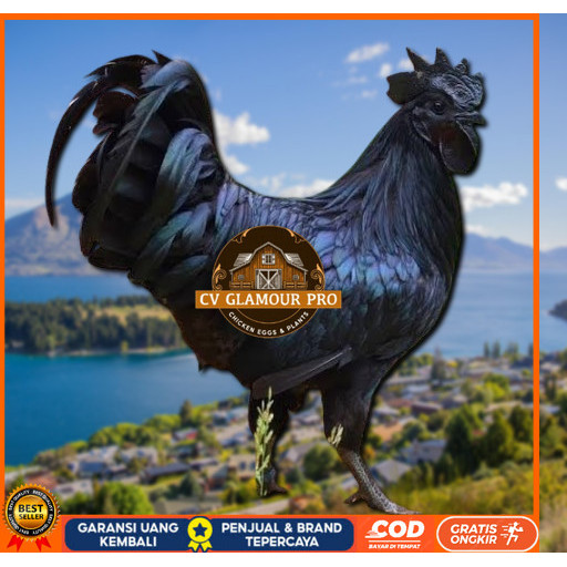 

telur ayam cemani lidah hitam (asli) bisa untuk di tetaskan super CV GLAMOUR PRO