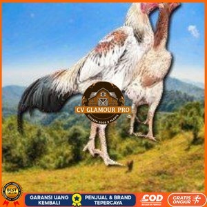 

telur tetas ayam shamo super big CV GLAMOUR PRO