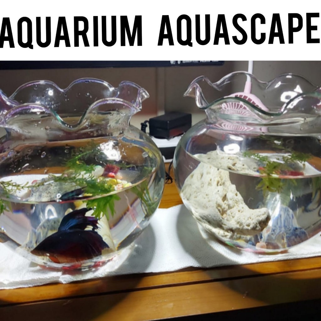 Musuko - Aquarium Bulat 12 Liter/Aquarium ShellaCO