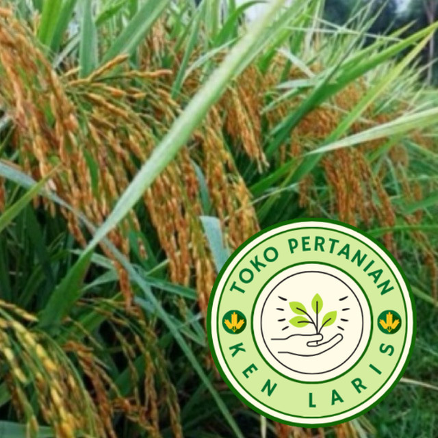 

READY STOK!! 1Kg Benih Padi Ketan Putih Grendel Super ~petanihael~ (B.B.01) (B.B.19)