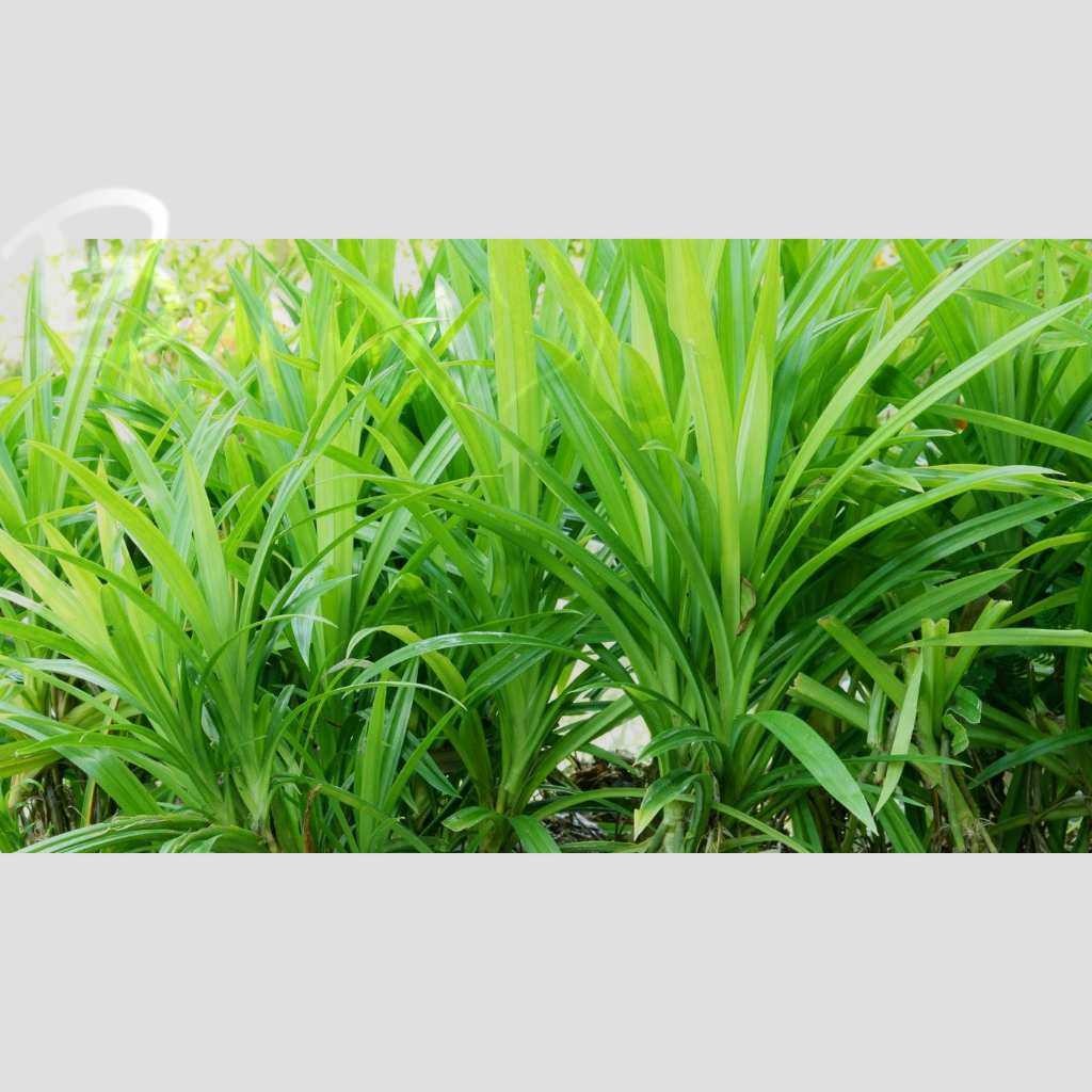 

DAUN PANDAN WANGI DAN SEGAR (1 LEMBAR)