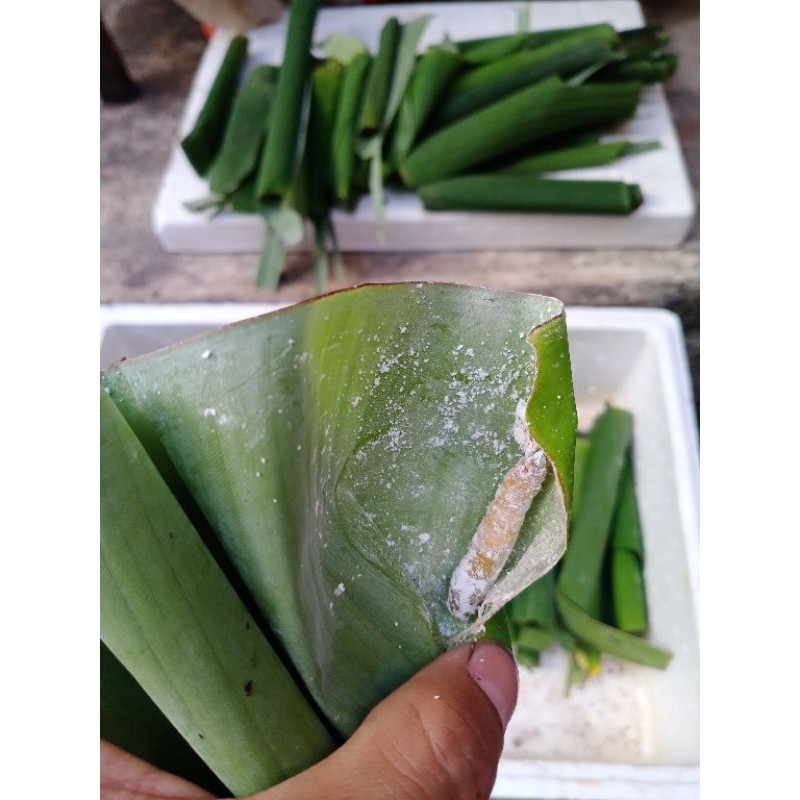 [COD] Kepompong Daun Pisang 15 Ekor Umpan Mancing Ikan Bawal Paling Jitu