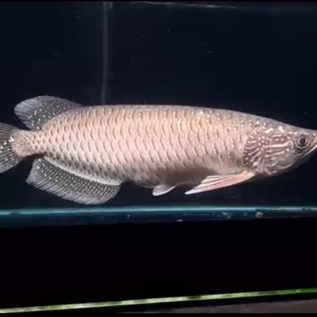arowana Batik jardini/irian 13cm - 12