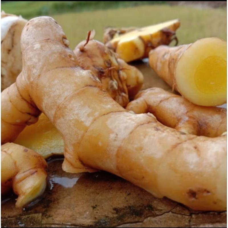 

Kunyit mangga segar atau temu mangga 1 kg