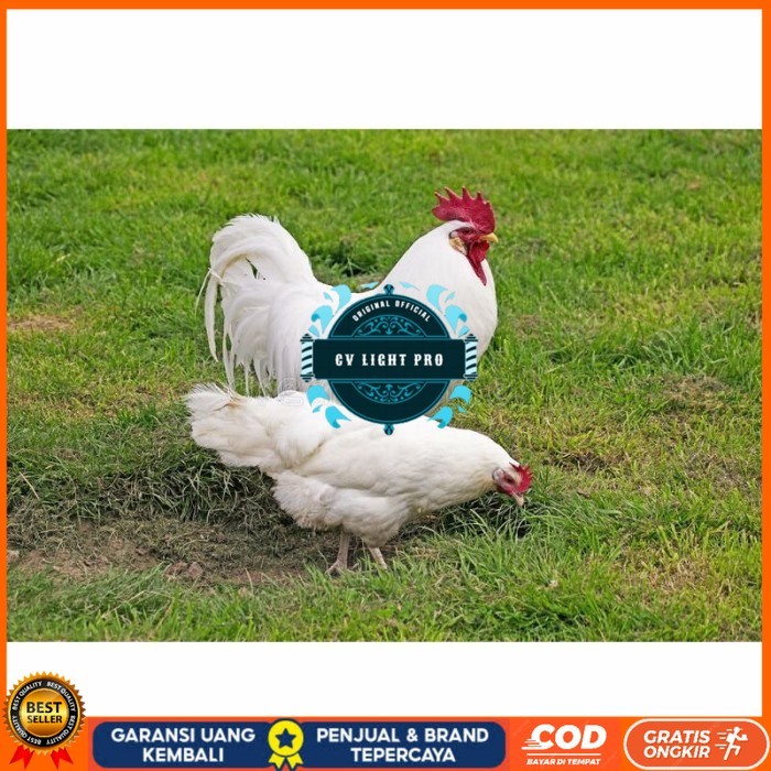 

Telur ayam hias leghorn white fertil asli siap ditetaskan - ayam-leghorn CV LIGHT PRO