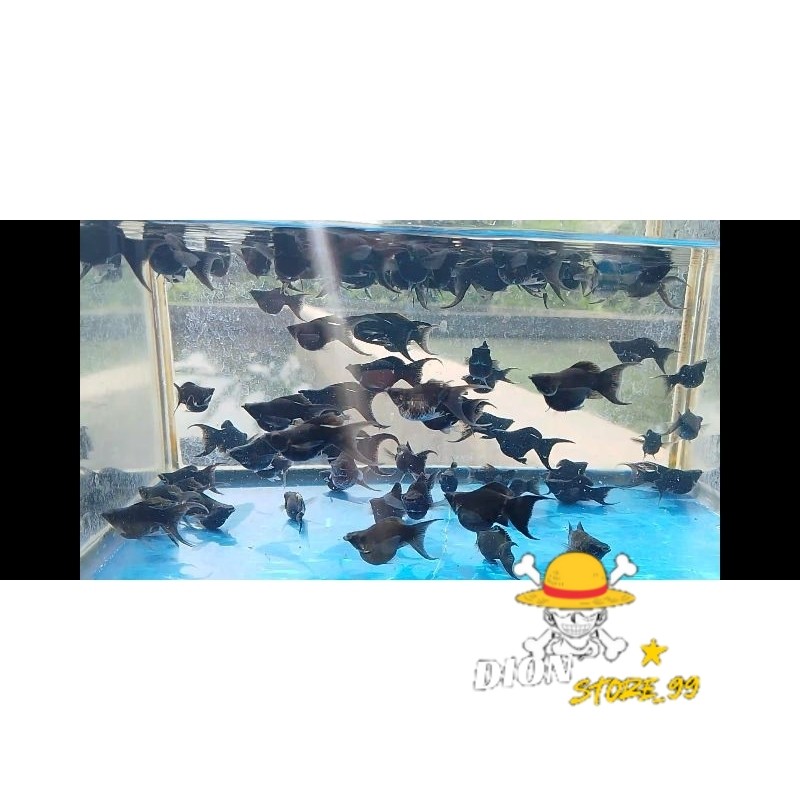 

ikan moly balon black cawang bergaransi