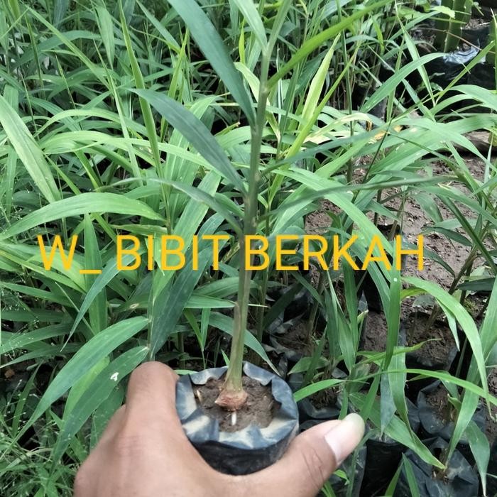 bibit jahe merah unggul