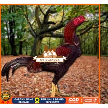 

Telur Ayam Pakhoy Full Brakot Ori Siap Di Tetaskan Jaminan Super Oiginal Bergaransi CV GLAMOUR