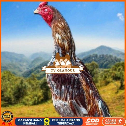 

telur tetas ayam shamo valid CV GLAMOUR