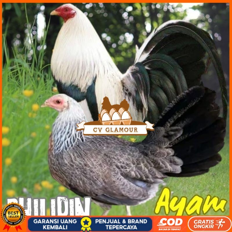 

telur ayam philipin import AK47 bisa untuk di tetaskan CV GLAMOUR