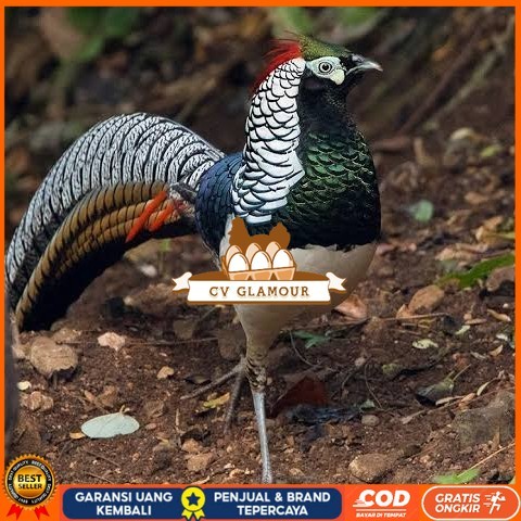 

Telur ayam hias ringneck lady amherst pheasant fertil asli CV GLAMOUR