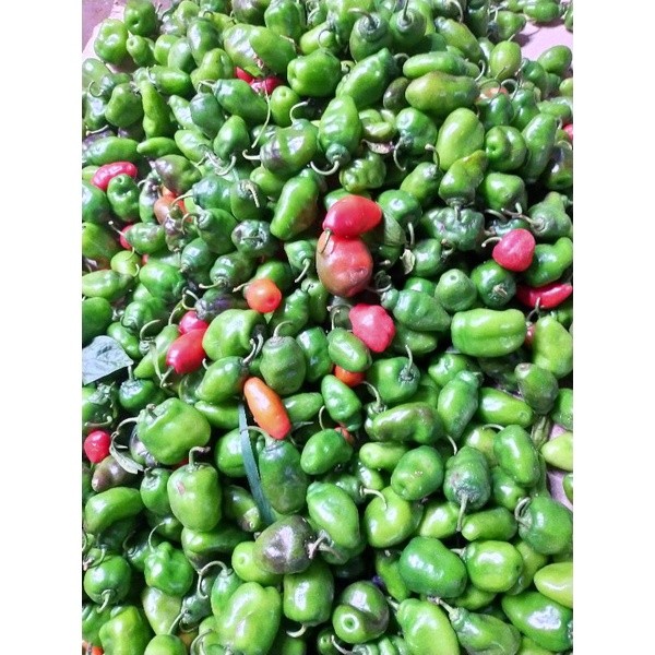 

DISKON GILA cabai gendot asli dieng ( PROMO HARGA TERMURAH) berat 1 kg