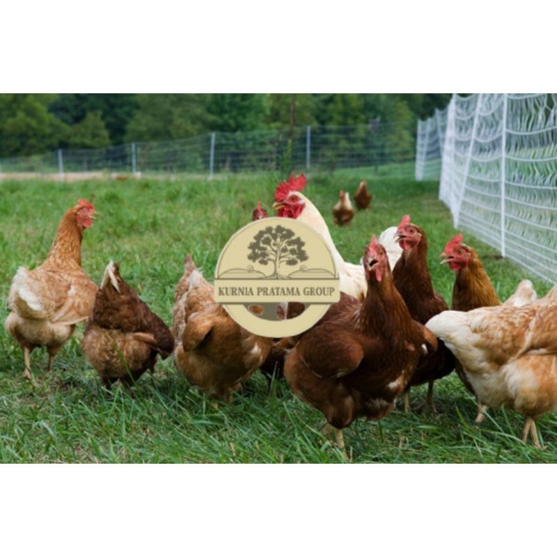 

TELUR AYAM RAS PETELUR TANGGUH UNTUK DI TETASKAN KURNIA PRATAMA GROUP