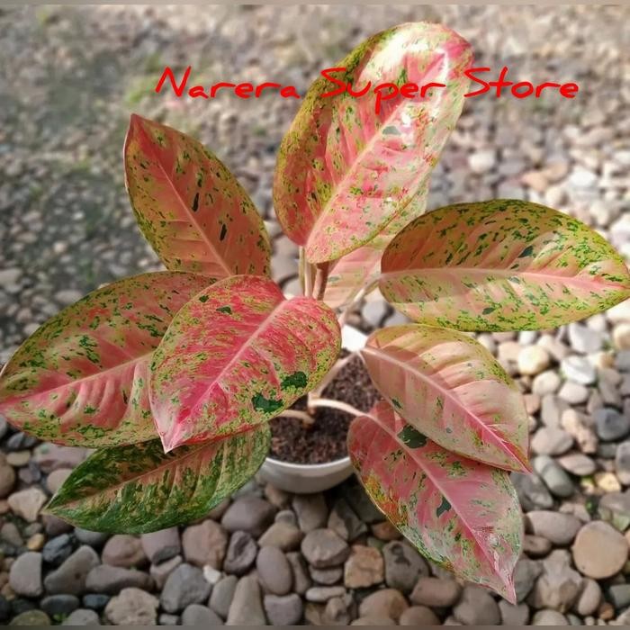 Aglonema Big Roy Aglaonema Dewasa Remaja Anakan Tanaman Hias Bunga - Dewasa