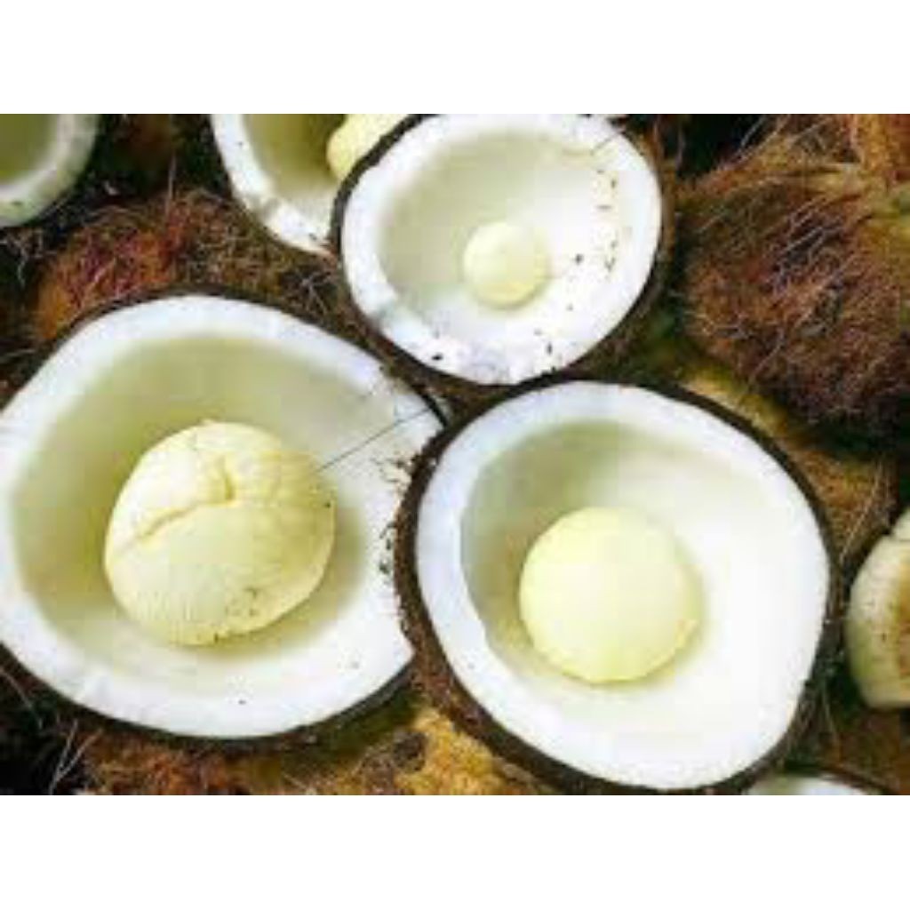 

Kentos kelapa/gedos kelapa 1butir