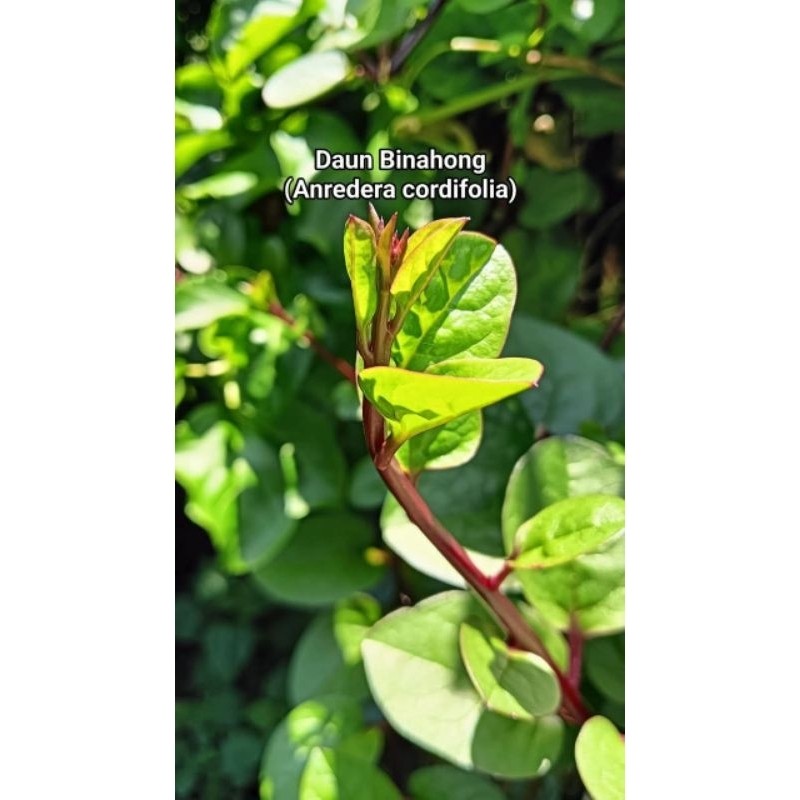 

jual daun binahong merah per 1 lembar S. H