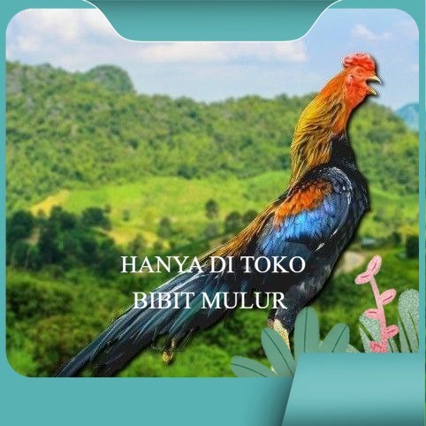 

telur ayam ekor lidi original bisa untuk di tetaskan bibit.mulur