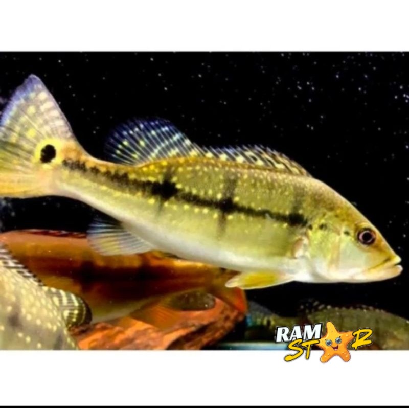 

PBASS XINGU 4-6 CM PBAS TANKMATE PREDATOR CEPAT BESAR