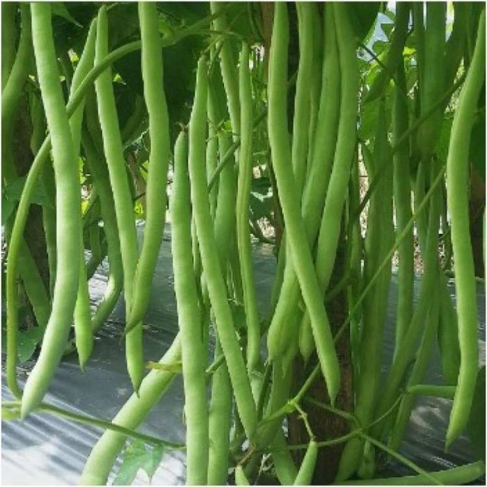 BENIH BUNCIS TEWE 500 GRAM - BINTANG ASIA