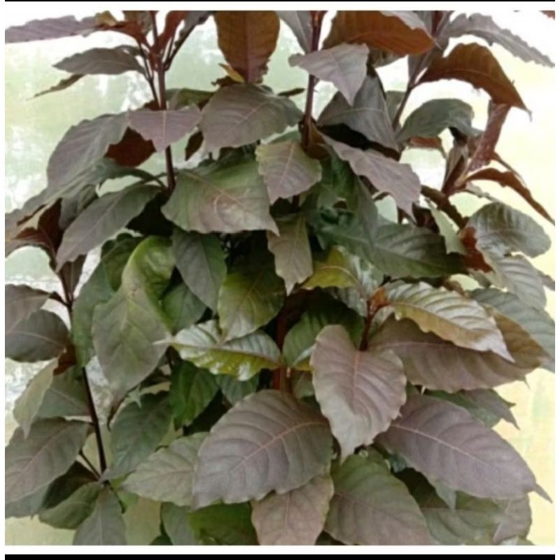 

Sahabatalam 1kg daun ungu/Wungu obat herbal ambeien/wasir