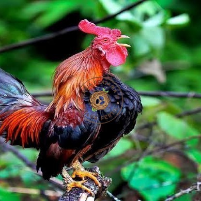 

Telur ayam ketawa dangdut slow gretek fertil siap ditetaskan KURNIA PRATAMA ID