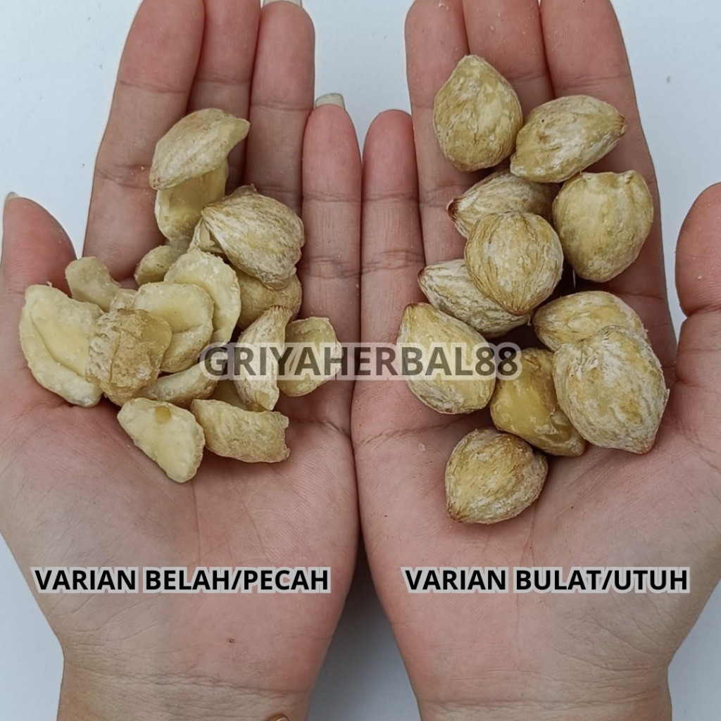 

Kemiri Asli 100% - Kemiri Utuh 100gr | Kemiri Asli Kualitas Premium