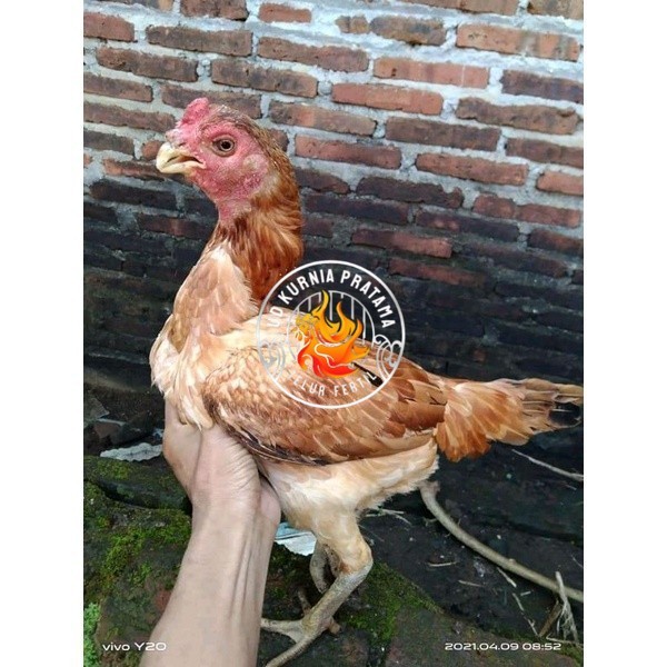 

Asel Beak Parrot terlur terlaris UD KURNIA PRATAMA