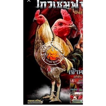 

Telur fertil ayam aduan yokeree x ninja kualitas super / mangon iq /pama iq / mangon vip / pama vip / bangkok super / pamalaw / pakhoy / khoyngon UD KURNIA PRATAMA