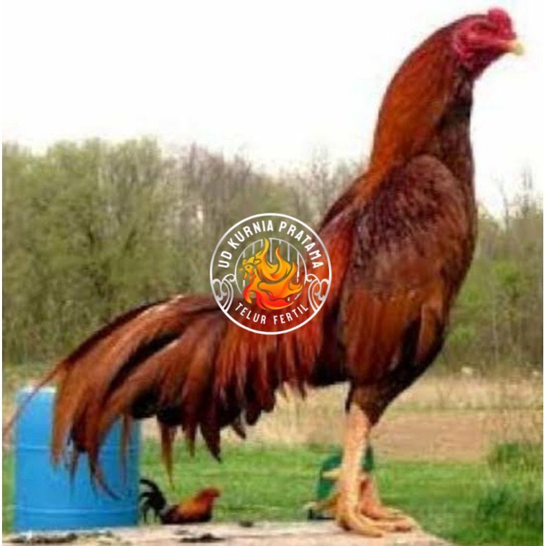 

TELUR AYAM KING PLUCKER SUPER SPEED UNTUK DI TETASKAN UD KURNIA PRATAMA