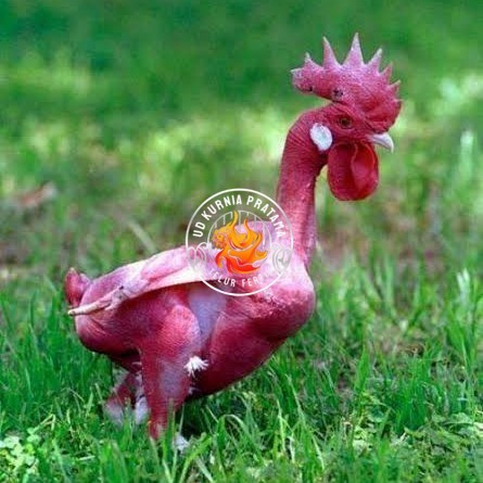

Telur ayam tanpa bulu / ayam gundul siap ditetaskan - ayam tanpa bulu UD KURNIA PRATAMA