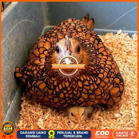 

Telur ayam serama kate batik kanada telur ayam hias fertil siap cod CV GLAMOUR ID