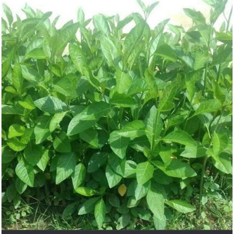

OHI 1kg daun afrika